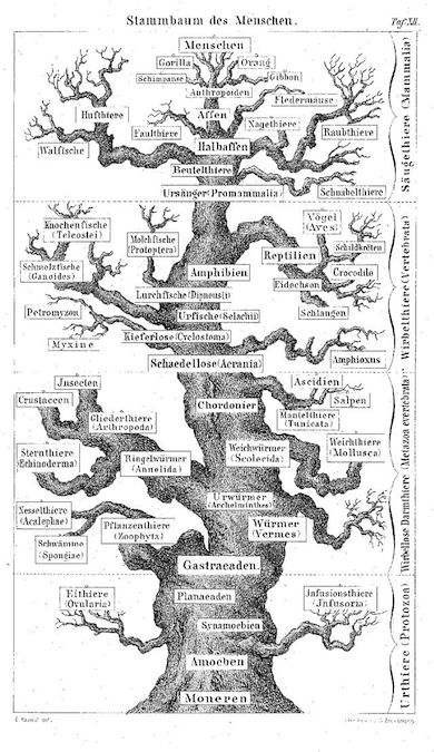 Ett av Haeckels stamträd över människans utveckling 