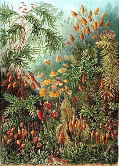 Haeckel Muscinae - Konstformer i naturen (1904)