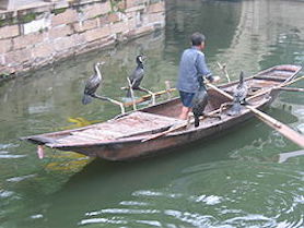 Kinesisk Mellanskarv som fiskefångare i Kina (Wikicommons)