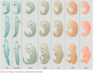 Embryologi: Vi ser lika ut från början. Bilden visar fisk till vänster i tre steg uppifrån och ned och människa längst till höger i motsvarande tre steg. KLicka bilden så förstoras den.