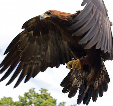 Golden eagle, wikicommons