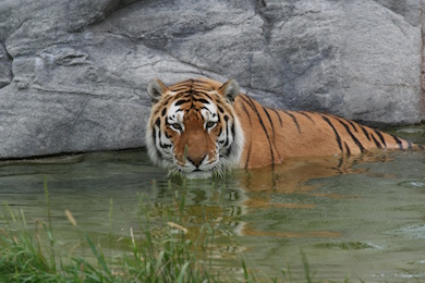 Siberian_Tiger,_Swimming